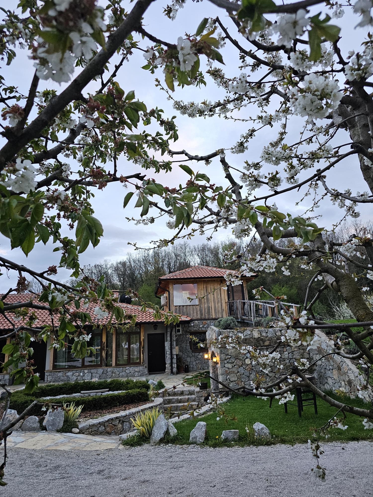 Home Cherry trees in blossom at Chateau Orman