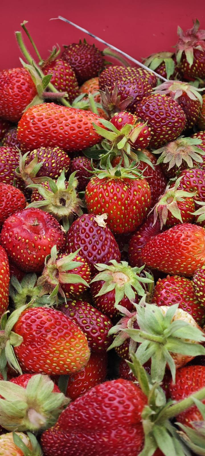 Freshly picked strawberries from the estate