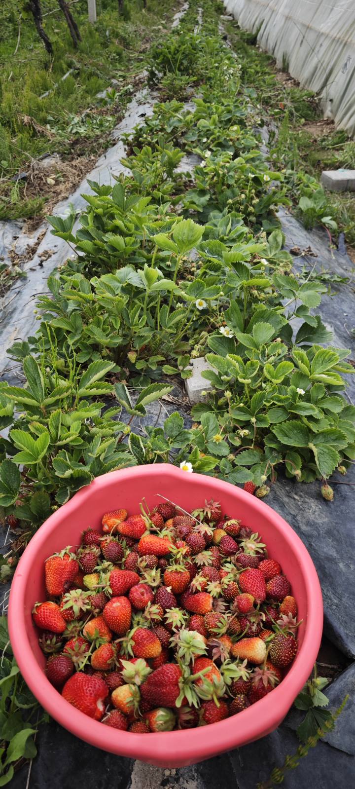 A bucket of freshly picked strawberries from our fields