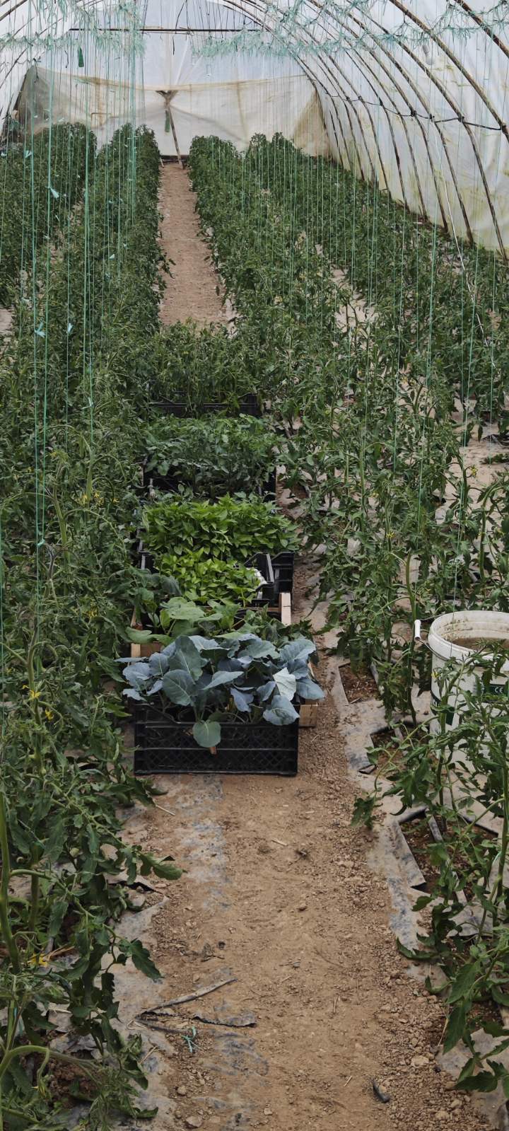 Our greenhouse with tomatoes and vegetable seedlings
