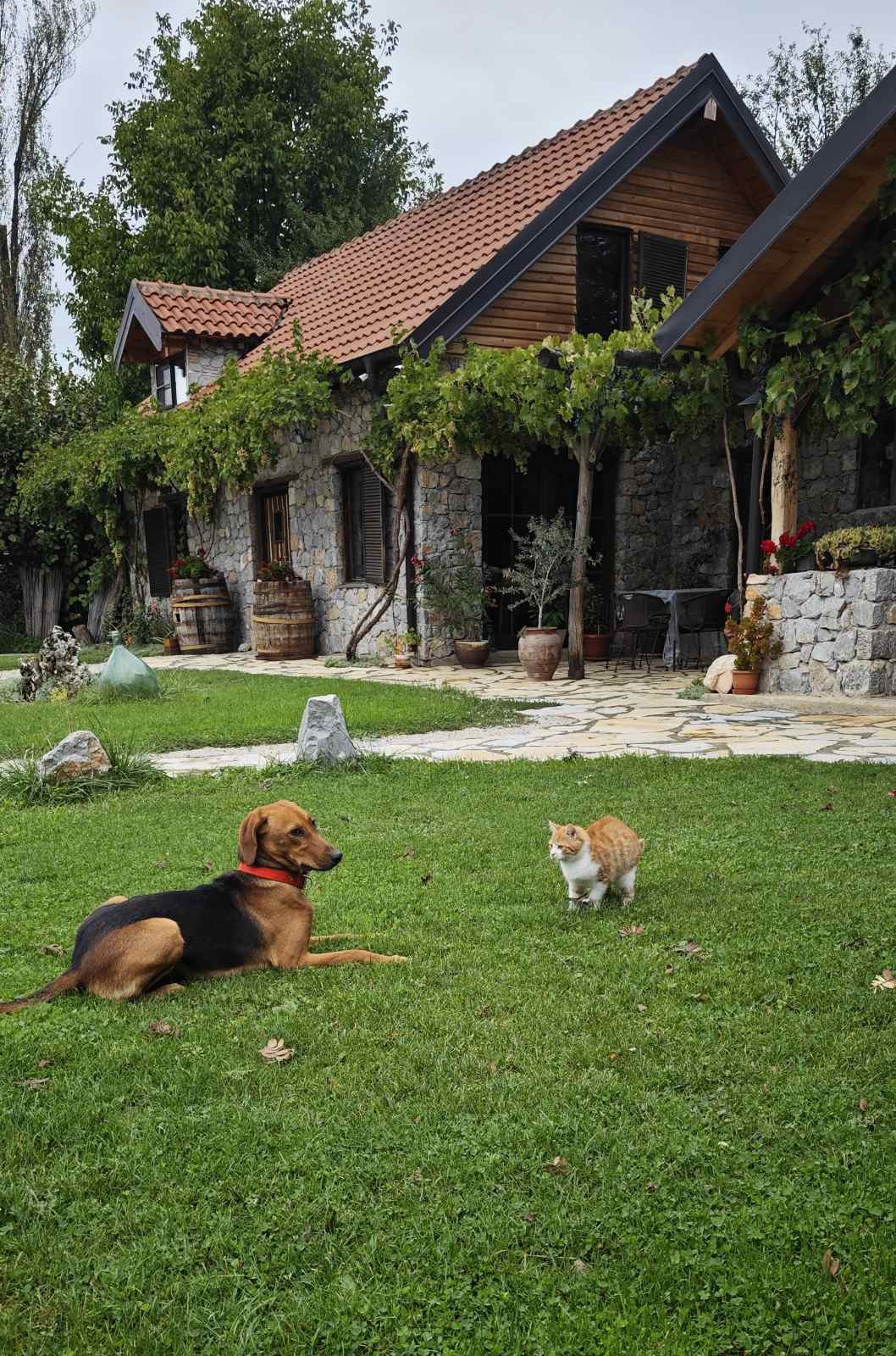 Our dog and cat relaxing on the lawn in front of the stone guest house